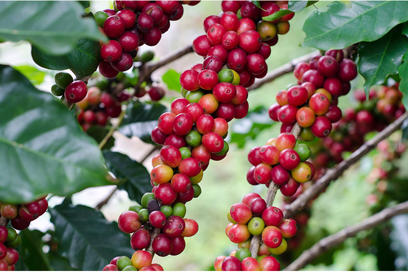 Safra brasileira de café corresponderá a 31,3% da produção global em 2017