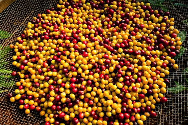 Em 2018, produção de café no Brasil deve chegar a 52 milhões de sacas.